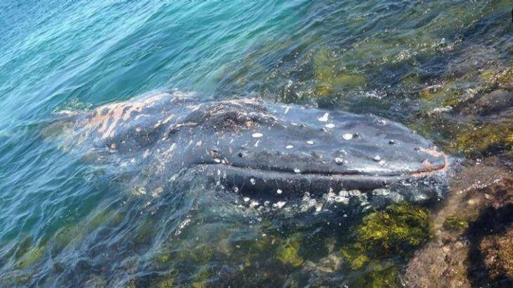 The whale washed on to rocks on South Broulee beach. Photo: Bay Post