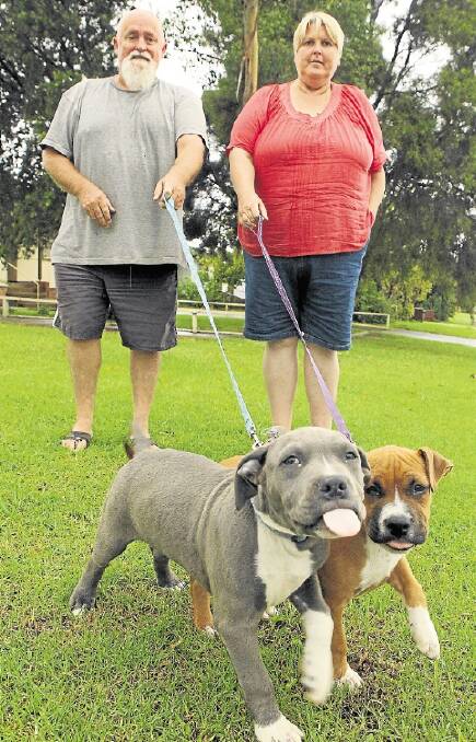 Upset: Andrew and Karen Sloane with puppies Bronson and Phoenix. Picture: KIRK GILMOUR