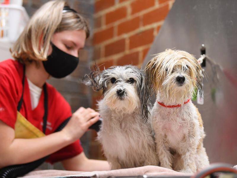 Melbourne pet groomers are able to resume contactless on-site services.