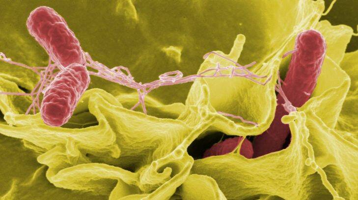 Salmonella is more likely to flourish in the warmer months.  Photo: Rocky Mountain Laboratories,NIAID,NIH