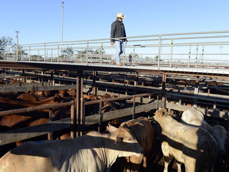 The live cattle industry is one sector to benefit under a new free-trade deal with Indonesia.