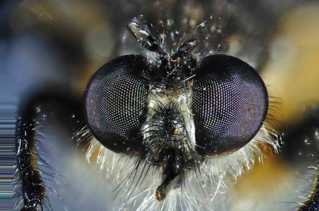 Black fly – eyes – Macroscopic Solutions