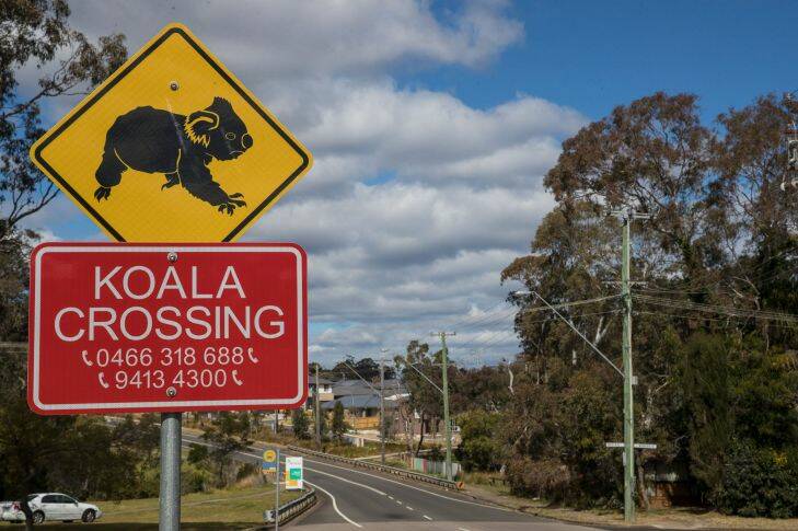 A koala crossing sign is pictured in front of a new housing development backing directly onto the Cumberland Plain Woodland corridor, core koala habitat.