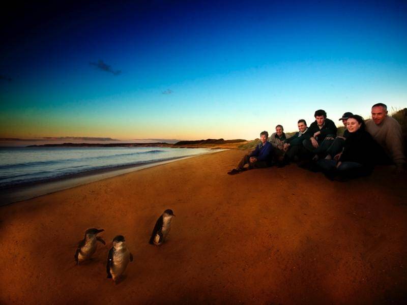 Phillip Island's penguin tours have lost around 500,000 yearly international visitors.