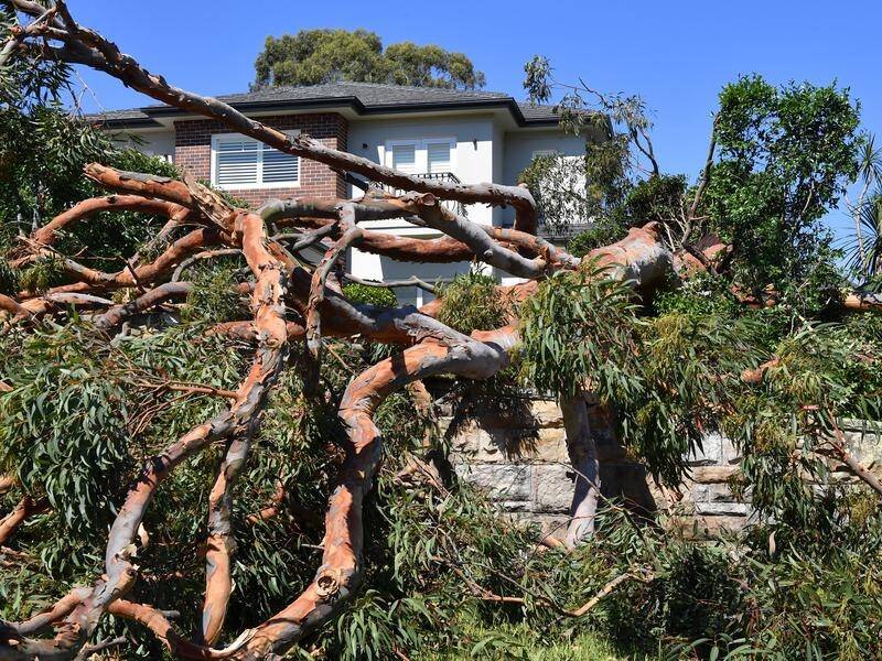 Customers in the hardest-hit areas in Sydney's north could spend the weekend without power.