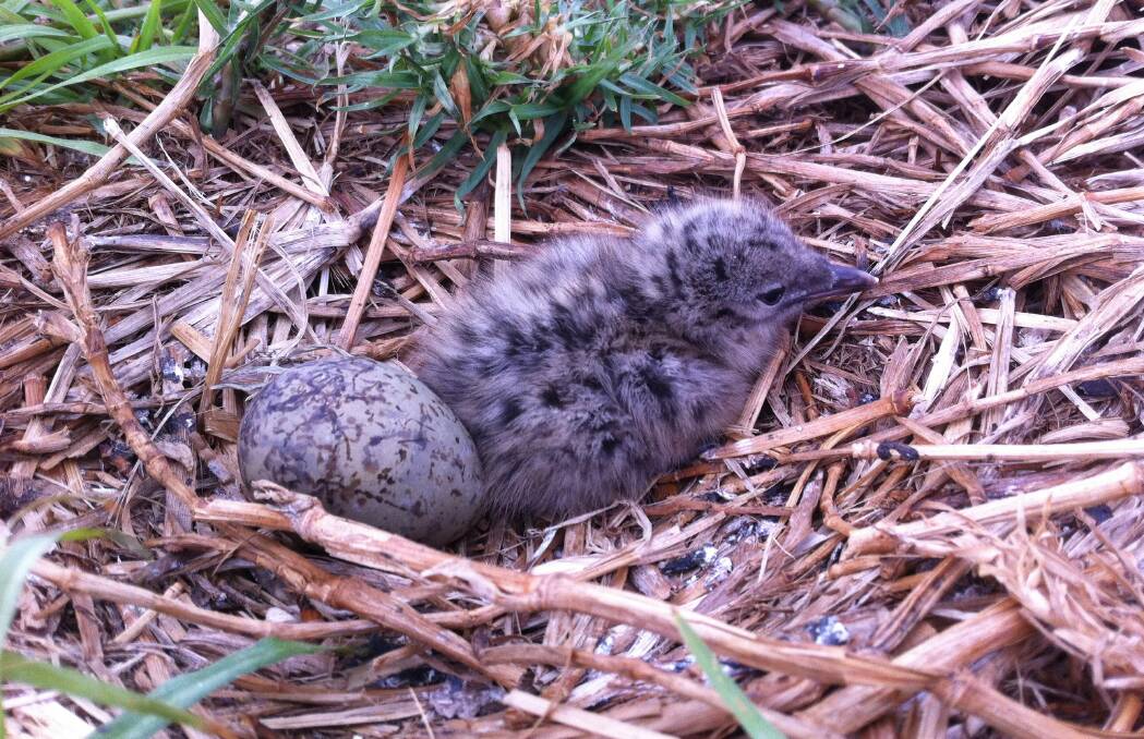 Seagull chick on Five Islands Nature Reserve. Picture: Rowena Morris