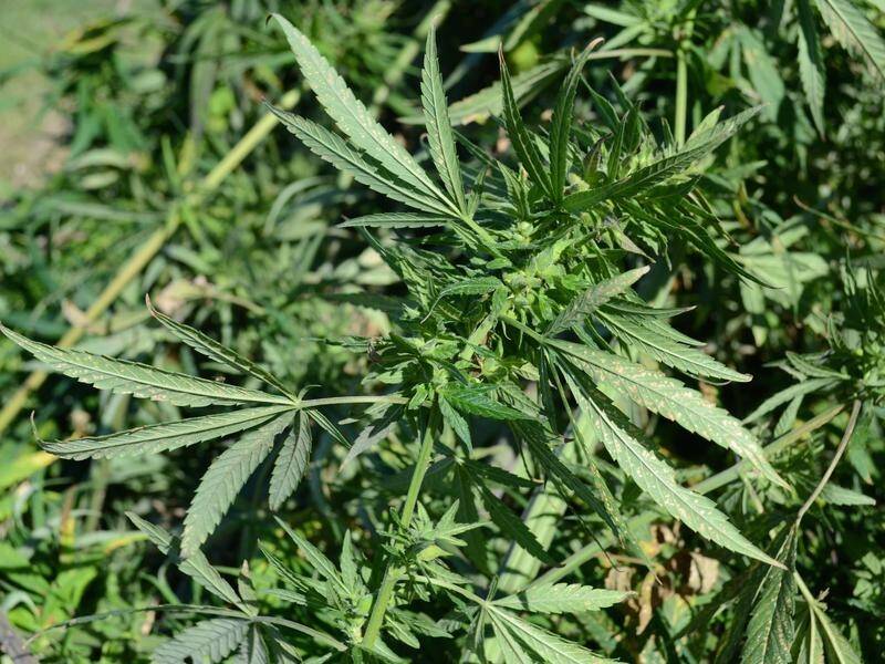 NT growers will be able to cultivate low range cannabis for food, fibre and seed production