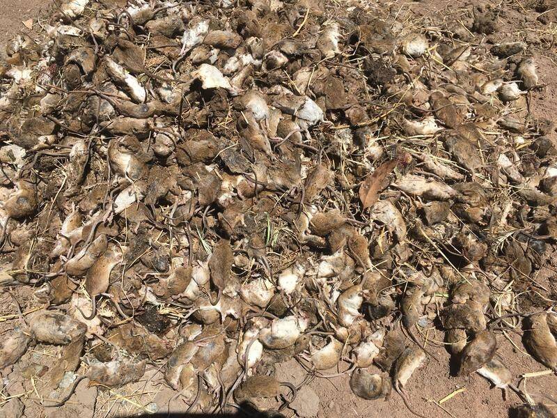 Millions of dollars worth of crops were destroyed during last year's NSW mouse plague.