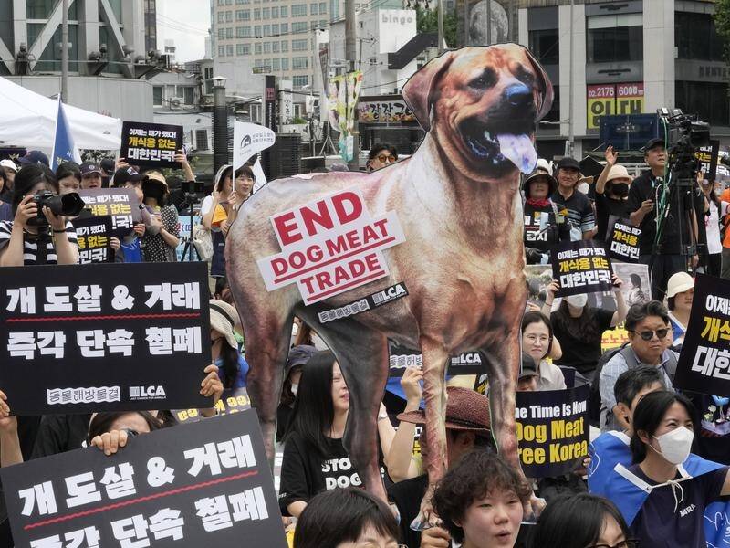 South Korea has lost its taste for dog meat, with a bill passed banning the trade from 2027. (AP PHOTO)
