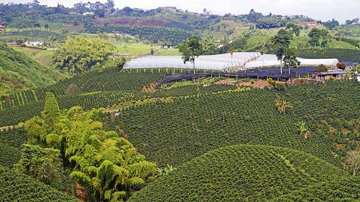 A coffee plantation in Colombia's World Heritage-listed coffee triangle. Photo: Andrew Bain