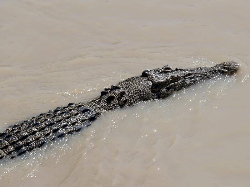 The Department of Defence faces a work safety charge after a crocodile mauled two soldiers. (Richard Wainwright/AAP PHOTOS)