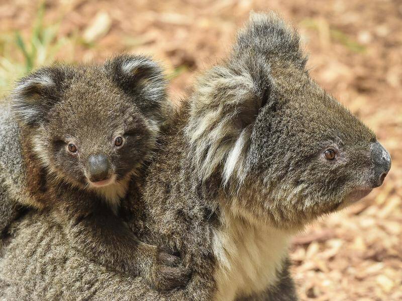 The Victorian government has promised to fully investigate the deaths of 40 koalas.