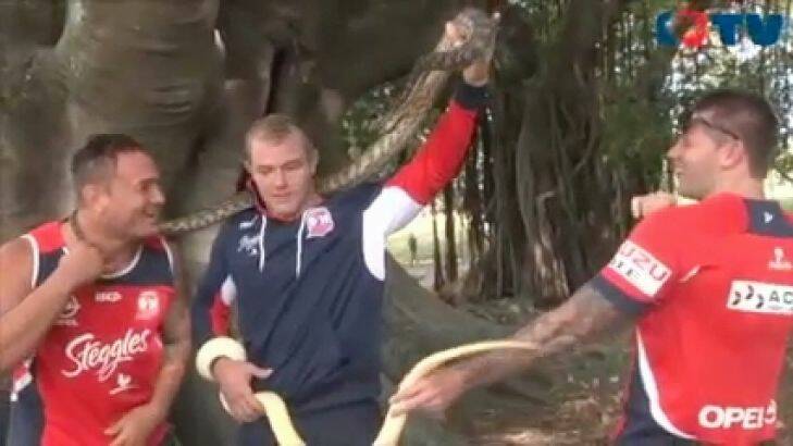 Sydney Roosters player Martin Kennedy (in navy blue top) and snakes. Image from video on www.roosters.com.au