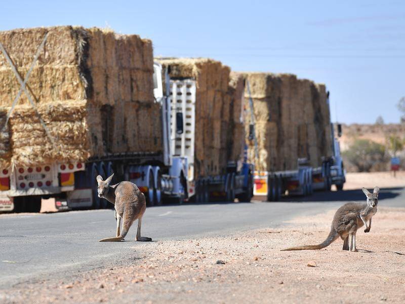Kangaroos have added to the drought problem in far western NSW.