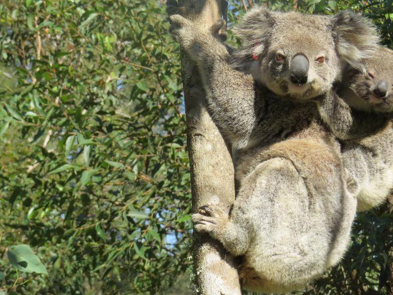 A parcel of former plantation land is being added to a Qld national park to create koala habitat.