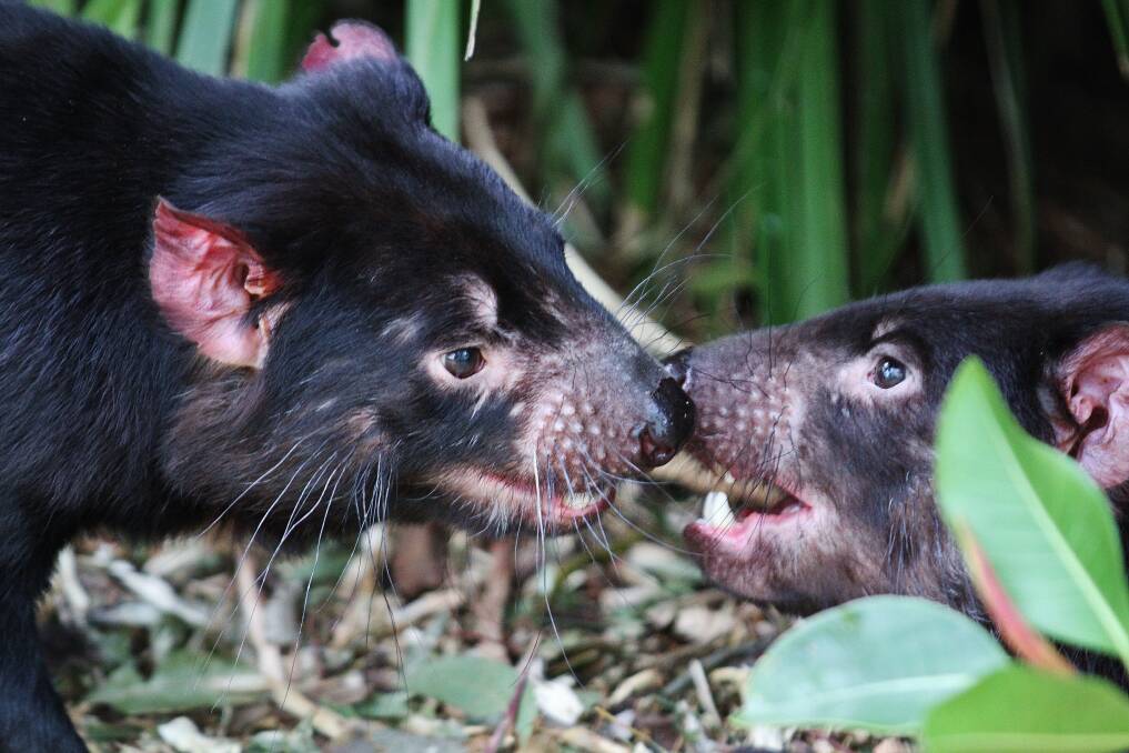 Tasmanian devils in a conservation program at Symbio and other wildlife parks are helping to save the species from extinction in Australia. Picture: GREG ELLIS
