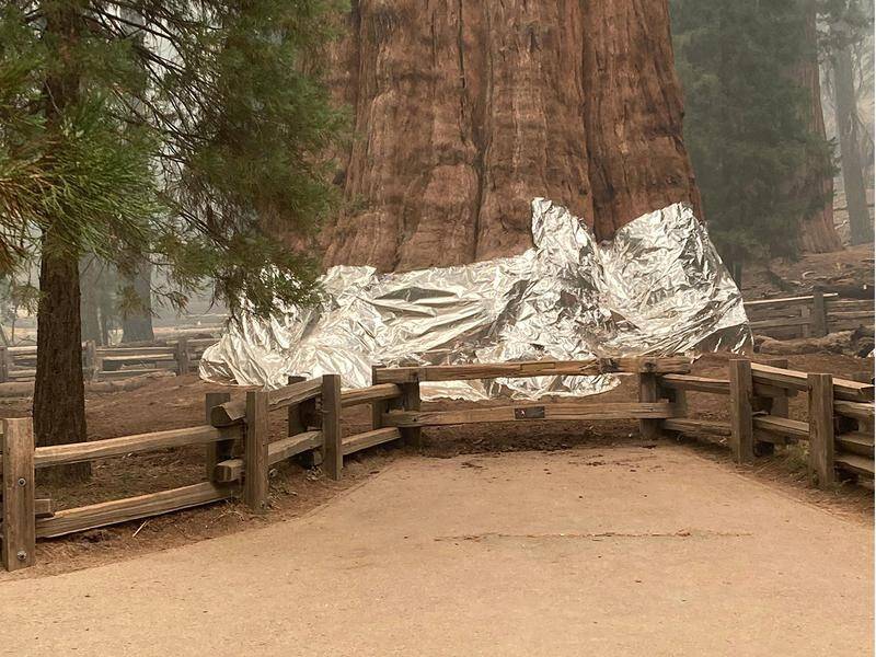 Special fire-resistant wrapping covers the base of General Sherman, the world's largest tree.