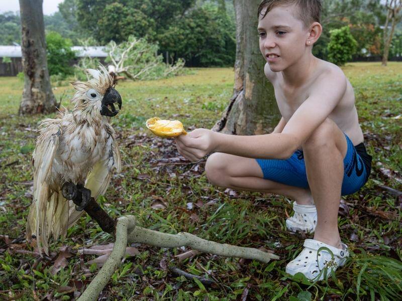Jaxon Andrews, 11, tends to a drenched white cockatoo as Cairns cleans up from Cyclone Jasper. (Brian Cassey/AAP PHOTOS)