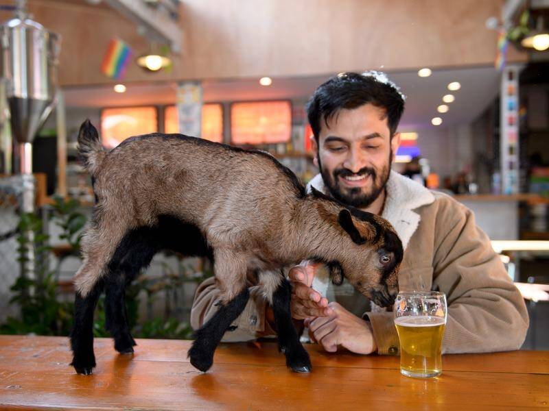 Gemma was dying for some human interaction after lockdown so owner Farhan Saeed took her to the pub.