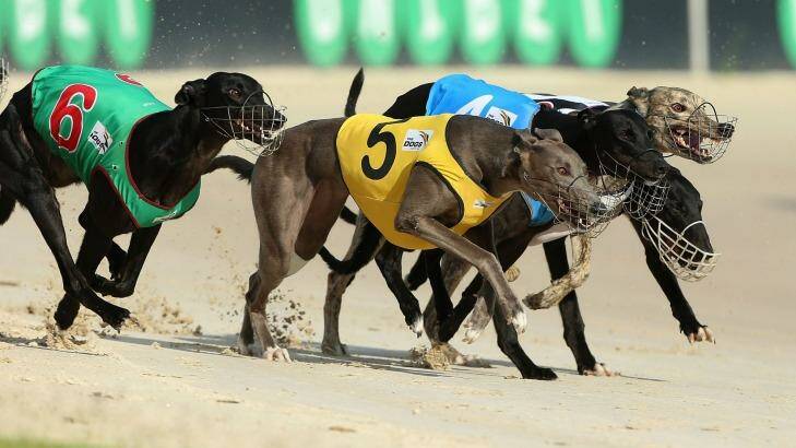 Time running out: greyhounds racing at Richmond in Sydney.  Photo: Anthony Johnson