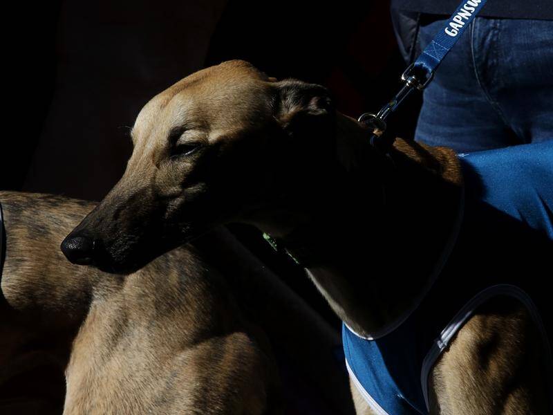 The Dapto greyhound race is safe after racing authorities and the track operator settled their feud.