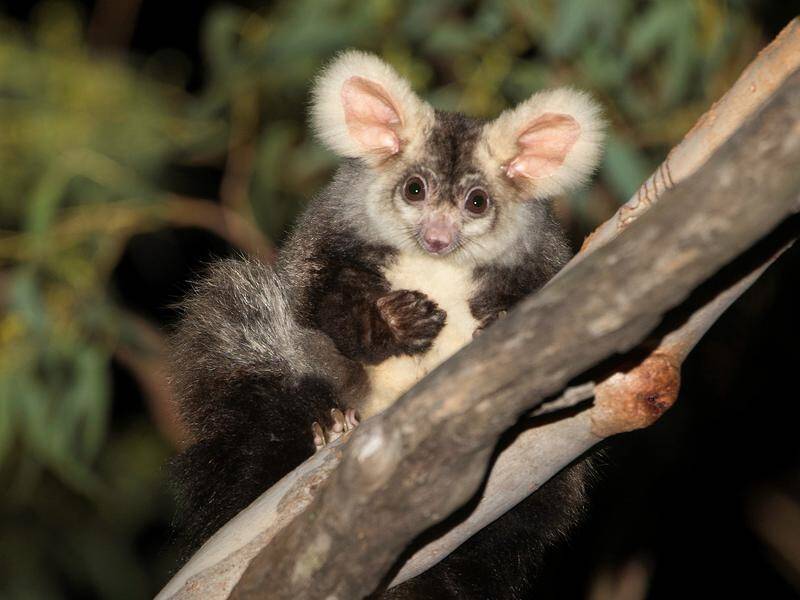 Scientists have determined that the greater glider is actually three species.
