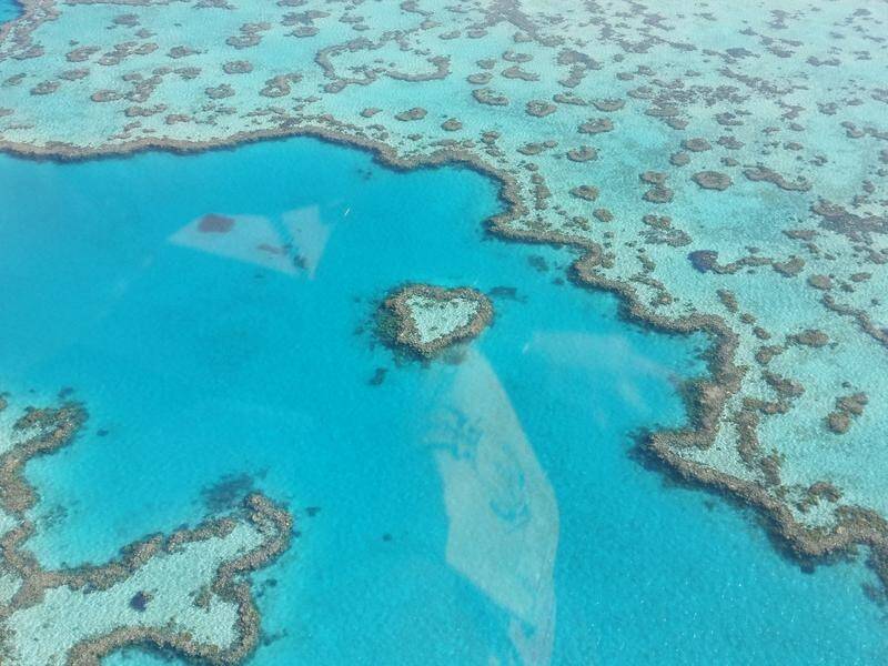 A new report has found the Great Barrier Reef may not recover from its latest "death event".