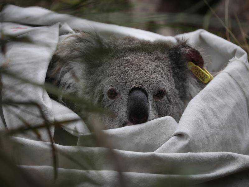 "The world will never forgive us for the great silent vanishing of koalas," says Catherine Cusack. (PR HANDOUT IMAGE PHOTO)