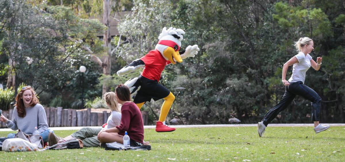 Baxter, University of Wollongong's new "evil duck" mascot, chases down PE teaching student Mary Bergmeier. Picture: ADAM McLEAN