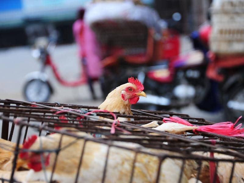 H5N6 has been found in birds in China, the first case since poultry farm infections a year ago.
