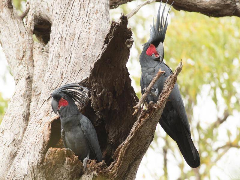 Male palm cockatoos chisel individualised drumsticks with their bills to tap out signature beats. (PR HANDOUT IMAGE PHOTO)