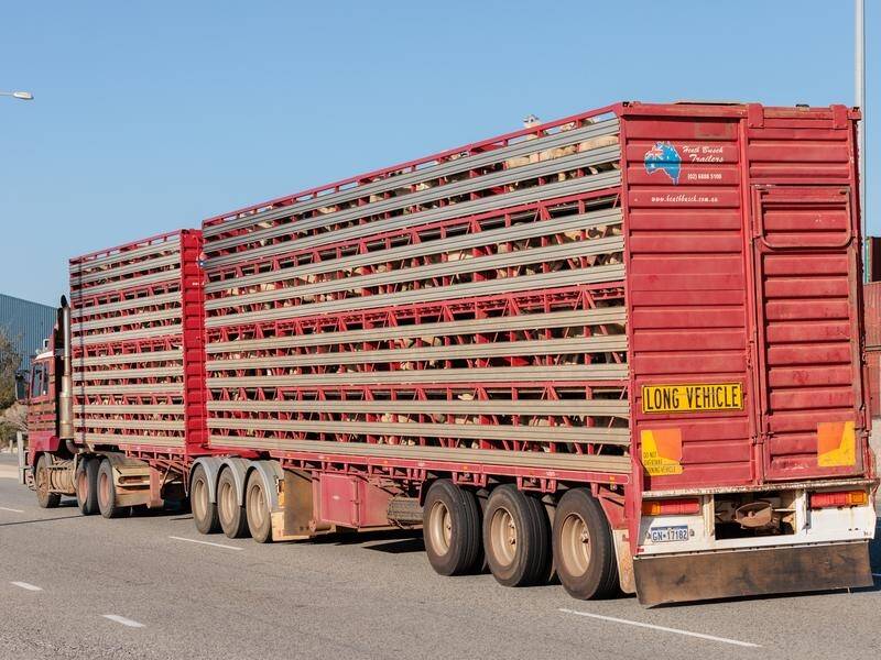 The fate of sheep and cattle offloaded from MV Bahijah is unknown. (Richard Wainwright/AAP PHOTOS)