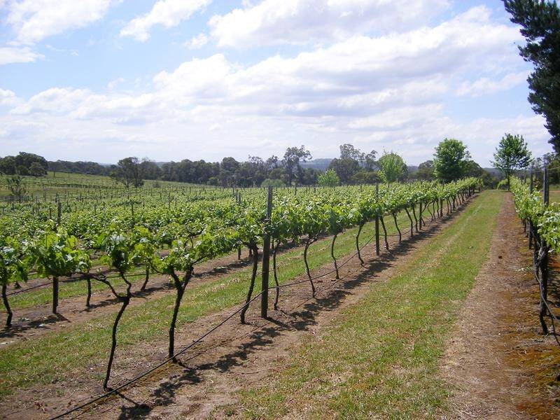 NSW wineries will get smoke test kits for their 2020 vintage after recent devastating bushfires.