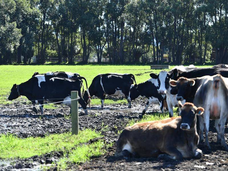 Australia faces its biggest biosecurity threat to animal agriculture in decades, the chief vet says.