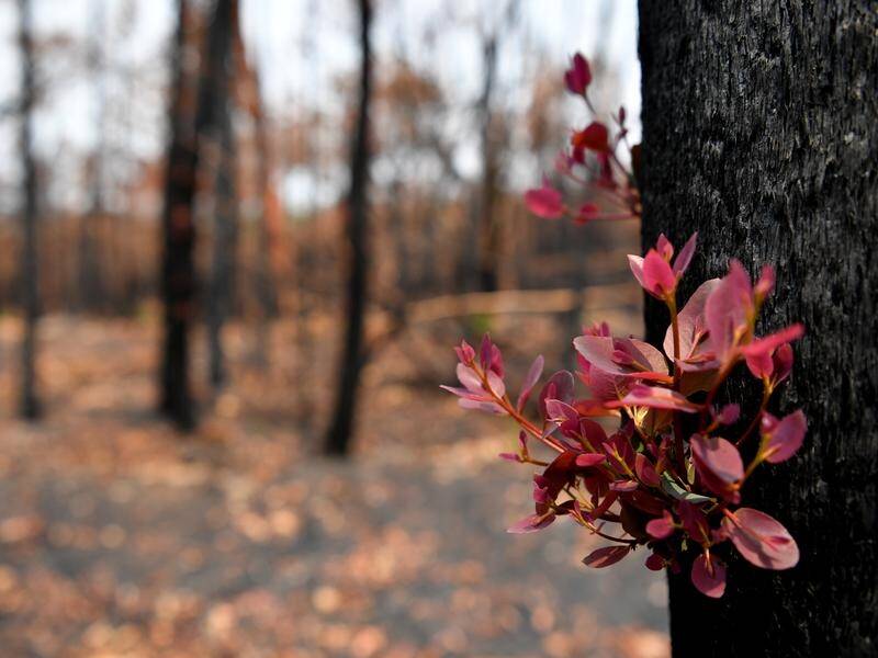 Vegetation regrowth is visible among bushfire-destroyed trees in Kulnura on the NSW Central Coast.