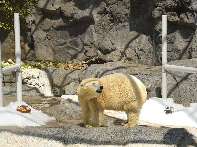 Polar bear Liya has died after 19 years as a popular attraction at Sea World on the Gold Coast.