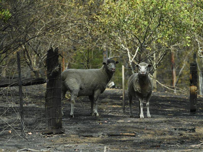 Army reservists will help bury sheep and livestock that died during bushfires.