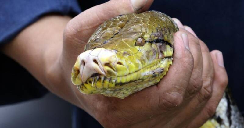 Snakes on a plane: U.S. returns boas smuggled by Utahn to Brazil