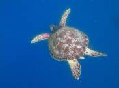 Satellite tracking shows young green turtles are active in busy waterways, including Sydney Harbour. (HANDOUT/TARONGA CONSERVATION SOCIETY AUSTRALIA)