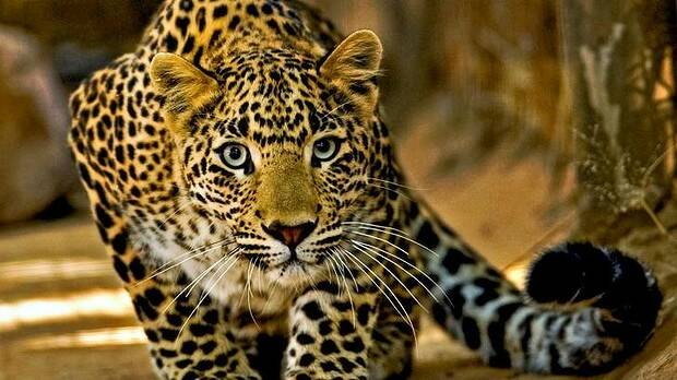 To the death: A 56-year-old Indian villager used farming tools to fight a leopard which attacked her in the northern state of Uttarakhand. Picture: GETTY IMAGES