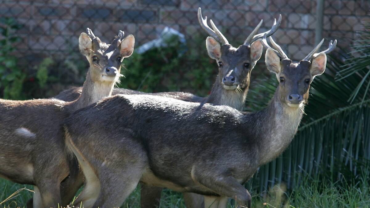 The culling of a single deer costs Wollongong ratepayers nearly $230. Picture: ORLANDO CHIODO