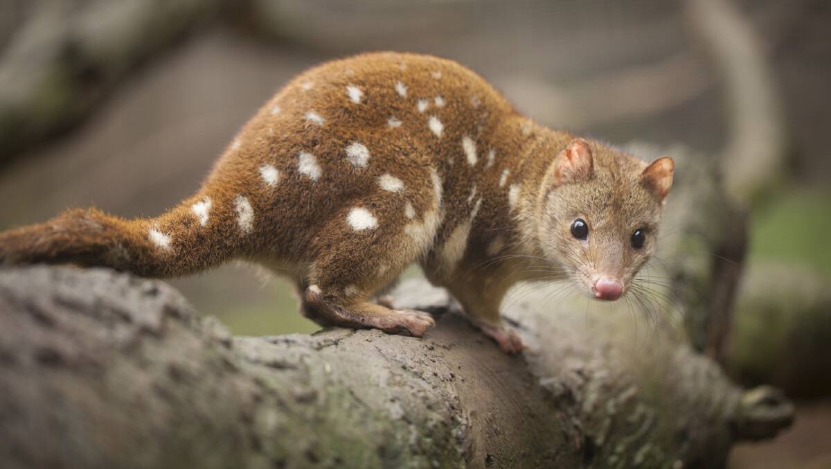 Vulnerable: The spotted-tailed quoll  is listed as endangered nationally.