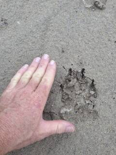 Paw prints on the Sublime Point Track. Picture courtesy of Anthony Phillips