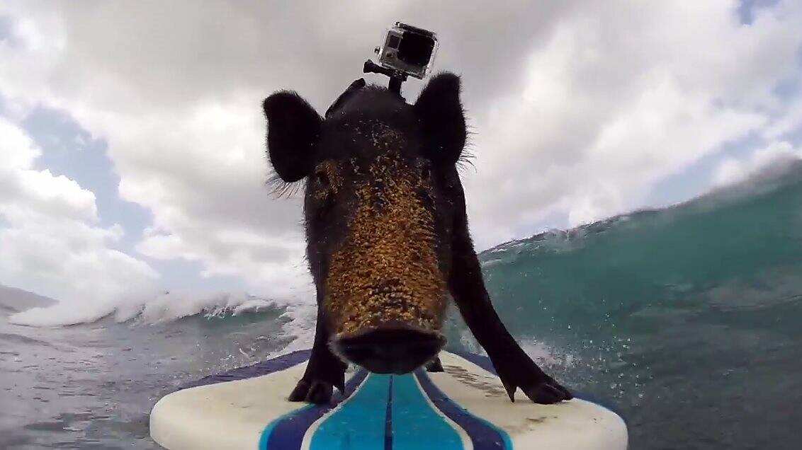 Still of Kama the surfing pig.