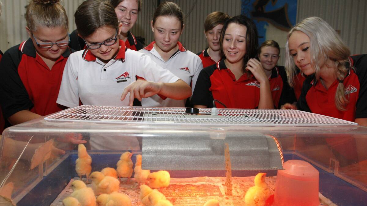 Albion Park High School students with some of the 14 chicks they are rearing for the Easter Show. Picture: ANDY ZAKELI