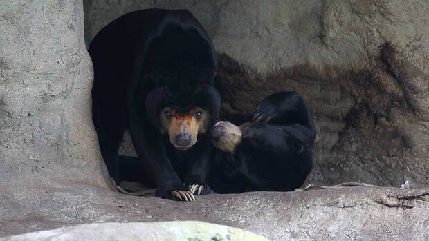 The Sun Bears at Taronga Zoo, Sydney. Mr Hobbs, left, was rescued from Cambodia where he was about to be killed to make bear paw soup. Picture: JANIE BARRETT
