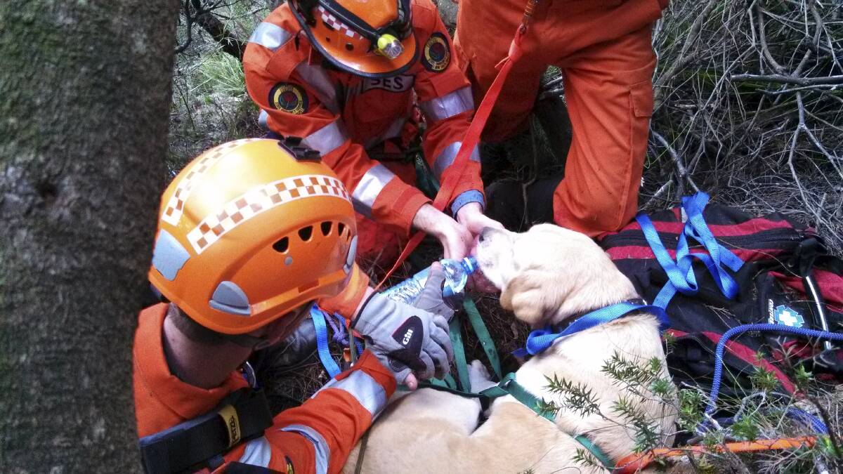 DARING RESCUE: SES volunteers abseiled down a cliff near Robertson on Tuesday morning to rescue four year old Sammy the golden labrador.
