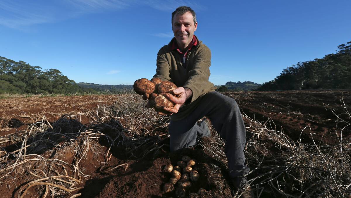 Southern Highlands potato grower Todd Hill with a crop of potatoes ready for harvesting. Picture: PETER RAE