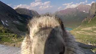 Cheeky marmot photobombs, ruins Greenpeace timelapse video