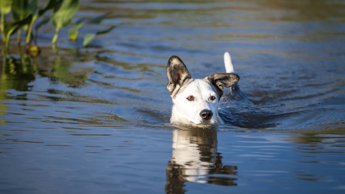 Dogs will be allowed to swim in a section of Minnamurra River. FILE PICTURE.